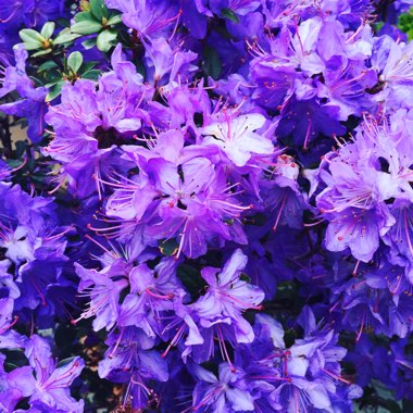 Rhododendron 'Florence Mann'