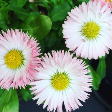 Bellis perennis 'Pomponette Red'