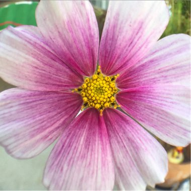 Cosmos Bipinnatus 'Candy Stripe'