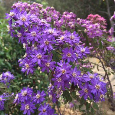 Olearia Phlogopappa