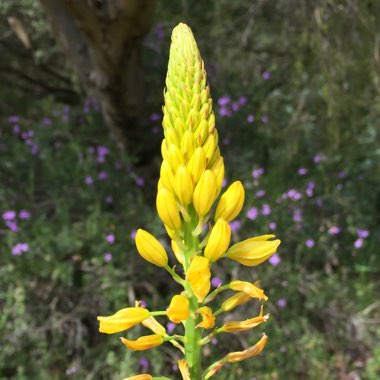 Bulbine glauca