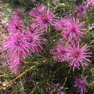 Isopogon Formosus 'Candy Cones'