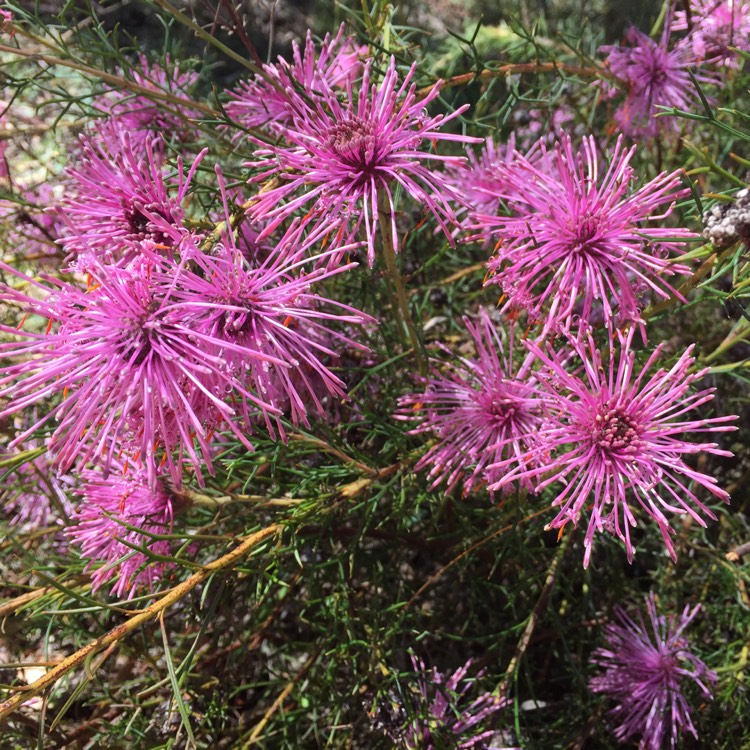 Plant image Isopogon Formosus 'Candy Cones'