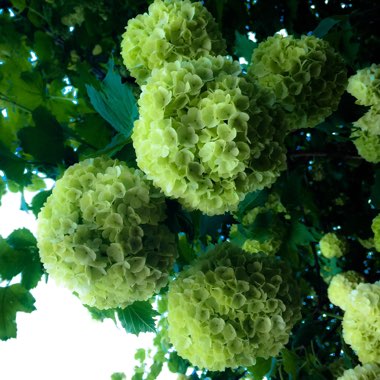 Viburnum macrocephalum