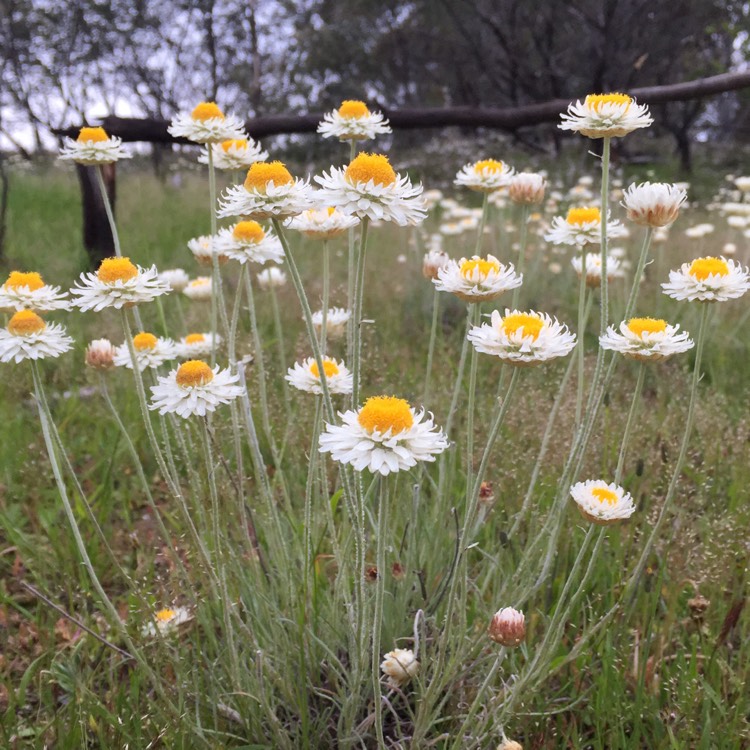 Plant image Helichrysum