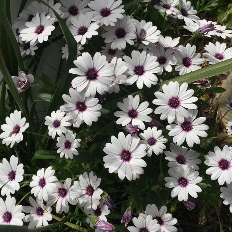 Plant image Osteospermum 'Basket White'