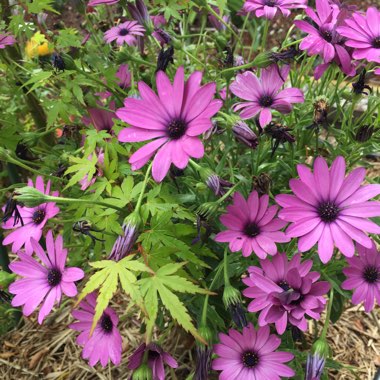 Osteospermum