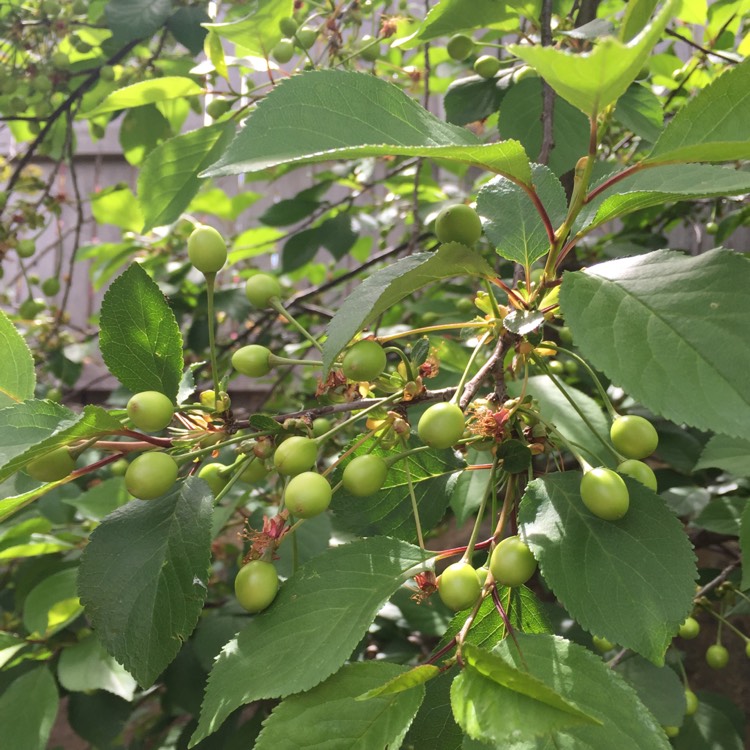 Plant image Prunus Avium 'Vega'