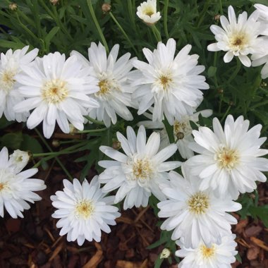 Argyranthemum