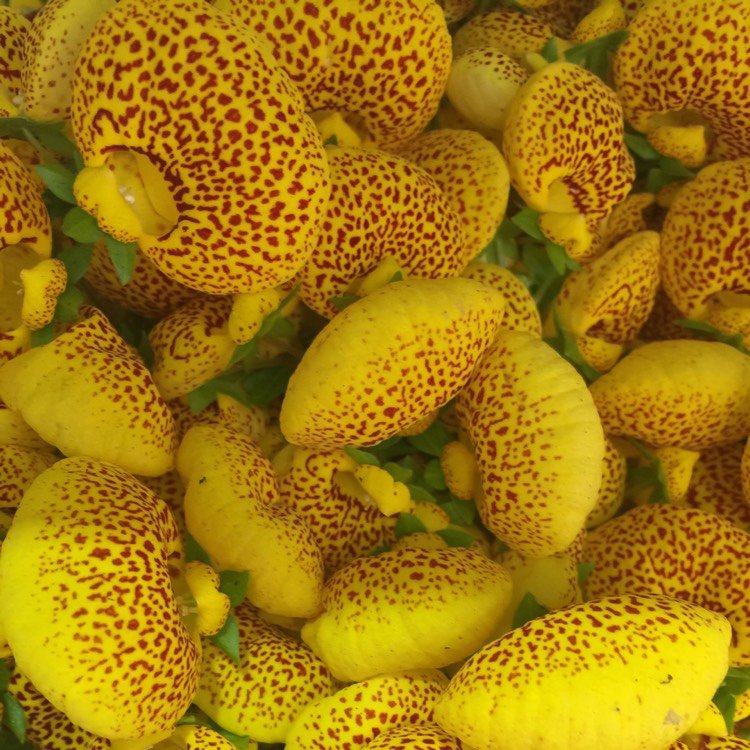 Plant image Calceolaria