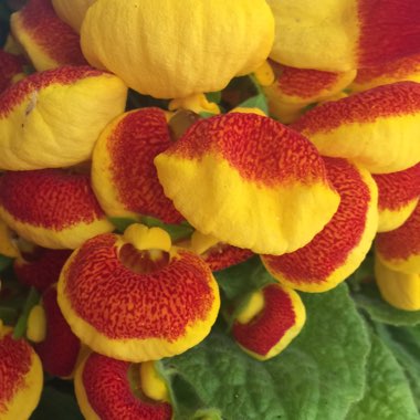 Calceolaria 'Klech10008' Calynopsis Yellow With Red