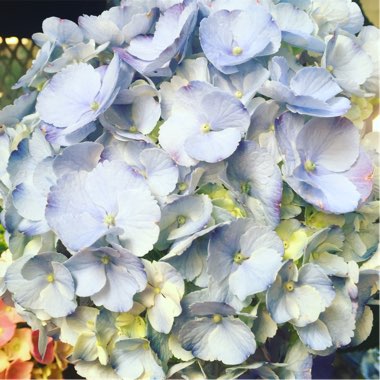 Hydrangea