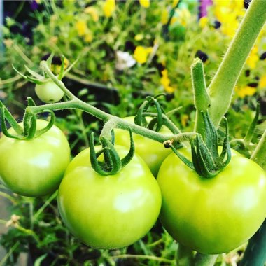 Solanum lycopersicum  syn. Lycopersicon lycopersicum