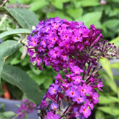 Buddleja 'Hinebud2' syn. Buddleja 'Purple Splendour'