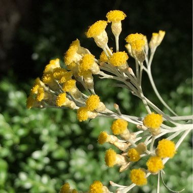 Helichrysum italicum 'Korma'