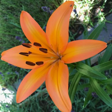 Lilium (Oriental)