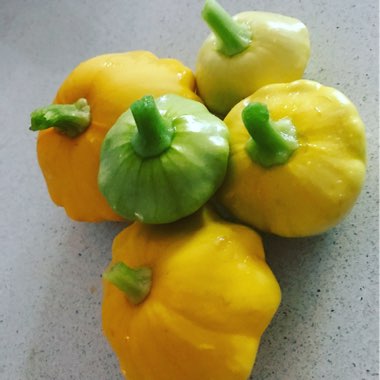 Cucurbita Pepo 'Yellow Scallop'