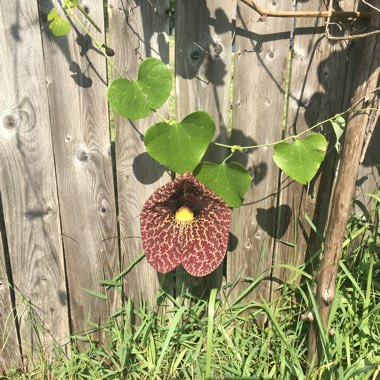 Aristolochia macrophylla