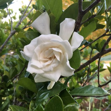 Gardenia augusta 'Florida'