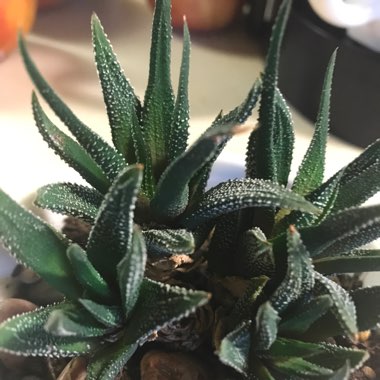 Haworthia