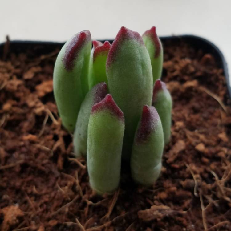 Plant image Cotyledon 'Happy Young Lady'