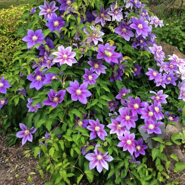 Clematis 'Jackmanii Superba'