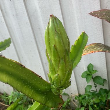 Hylocereus undatus