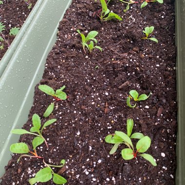 Beta vulgaris subsp. cicla var. flavescens 'Bright Lights'