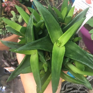 x Alworthia 'Black Gem'