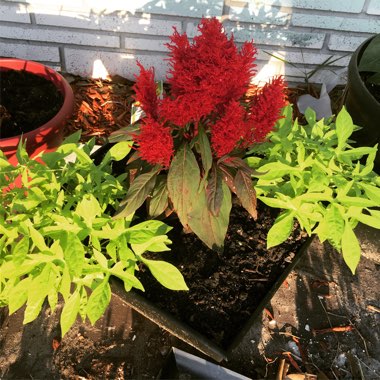 Celosia argentea var. cristata (Plumosa Group) 'Dragon's Breath'