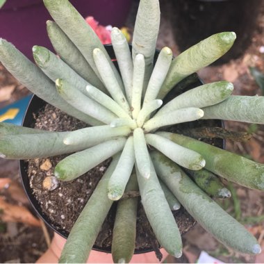 Senecio Scaposus