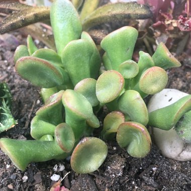 Crassula ovata 'Gollum'