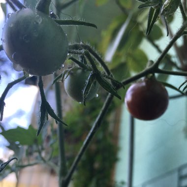 Solanum lycopersicum 'Black Cherry'