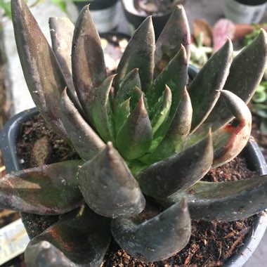 Echeveria Affinis sp.