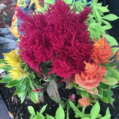 Celosia argentea var. cristata (Plumosa Group) 'Dragon's Breath'