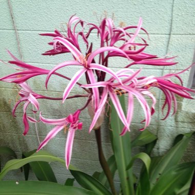 Crinum x powellii