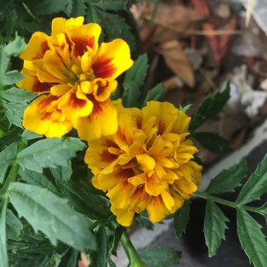 Tagetes