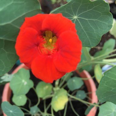 Tropaeolum majus