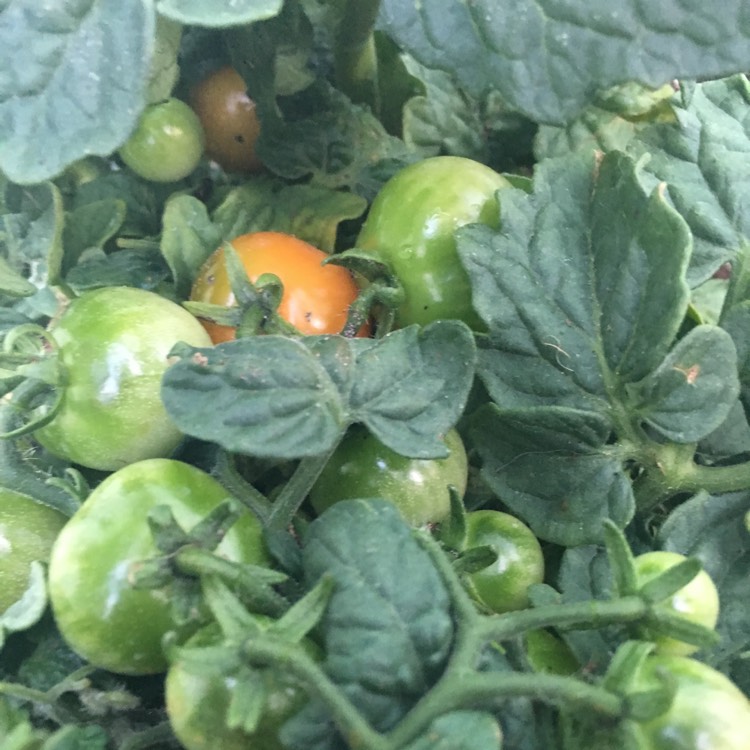 Plant image Solanum Lycopersicum var. cerasiforme 'Red Robin'