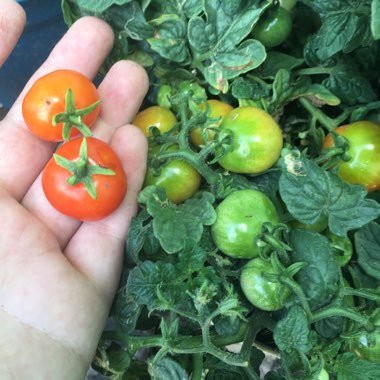 Solanum Lycopersicum var. cerasiforme 'Red Robin'