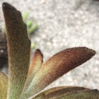 Kalanchoe Tomentosa 'Chocolate Soldier'