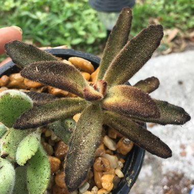 Kalanchoe Tomentosa 'Chocolate Soldier'