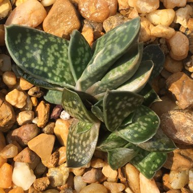 Gasteria Maculata