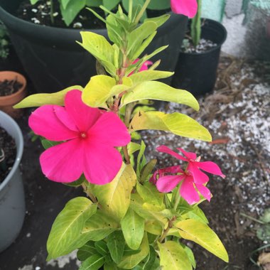 Catharanthus roseus syn. Vinca Rosea 'Grape Cooler'