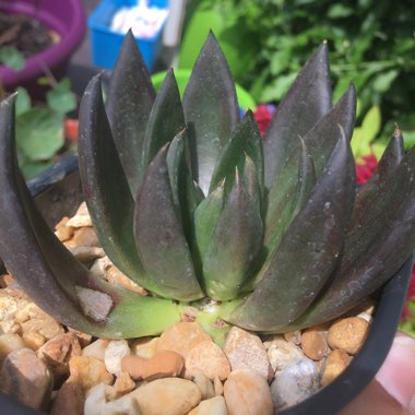 Echeveria Affinis sp.