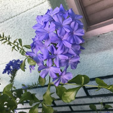 Plumbago auriculata  syn. Plumbago capensis