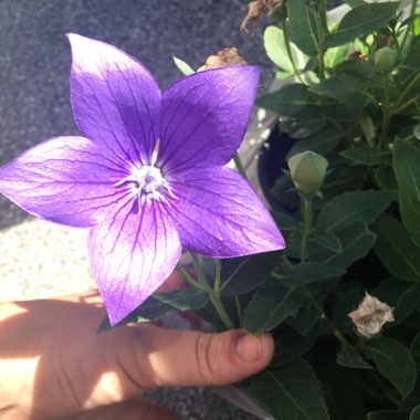 Platycodon grandiflorus 'Astra Blue' (Astra Series) syn. Campanula grandiflora 'Astra Blue'