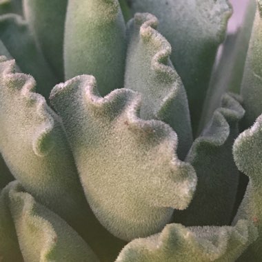 Adromischus cristatus