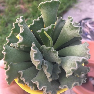 Adromischus cristatus