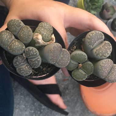 Lithops Hallii var. Hallii